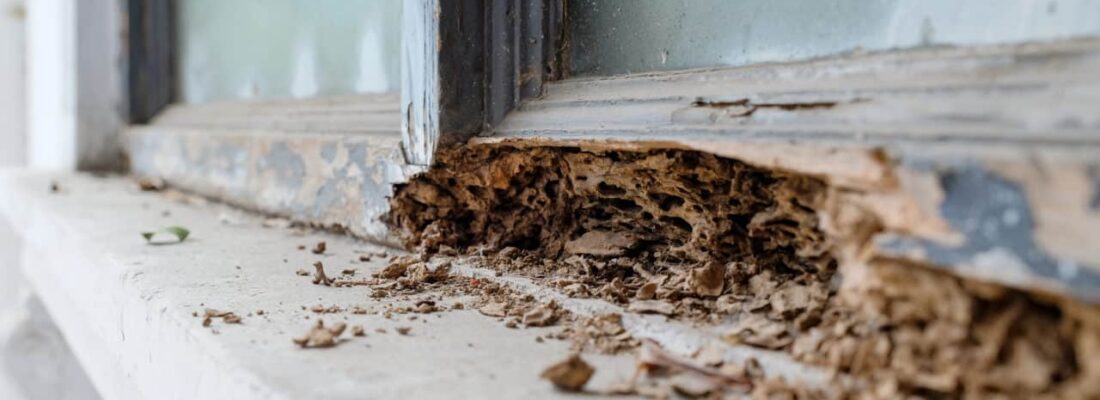 What to Do If You Think You Have Discovered a Termite Infestation in Your Home or Office