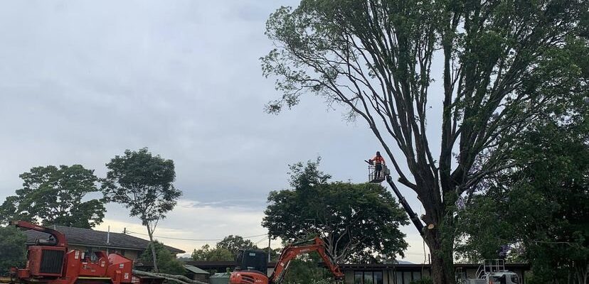 The Benefits Of Having a Tree On Your Australian Property